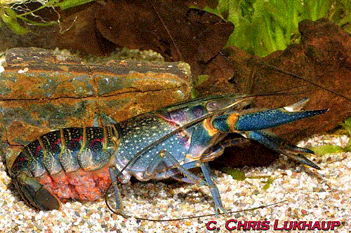 peluang usaha budidaya lobster air tawar budidaya lobster air tawar