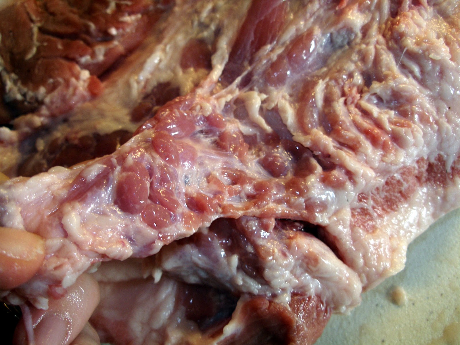 Parotid Gland Pig