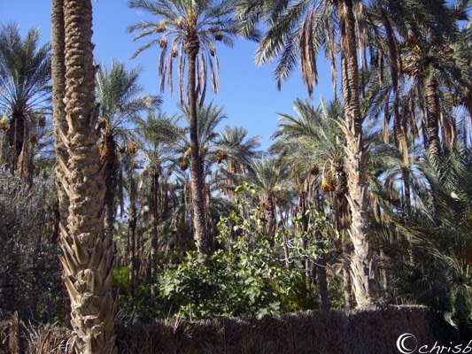 [Tunisia.date-trees.jpg]