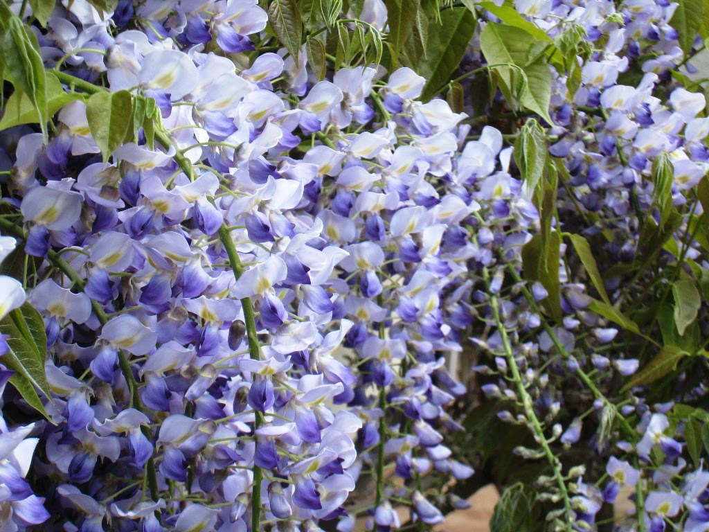 Wake up and smell the Wisteria! Grow Your Own Veg Blog. Gardening and
