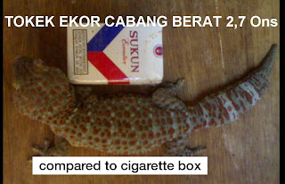 Tokek yang saiznya lebih besar daripada telefon bimbit.