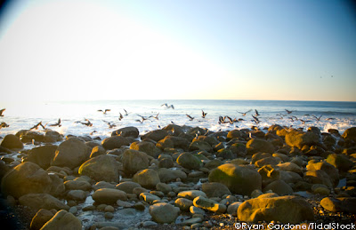 ocean birds