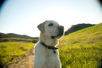 lab, dog