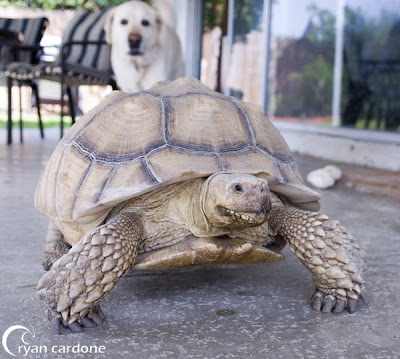 turtle tortoise