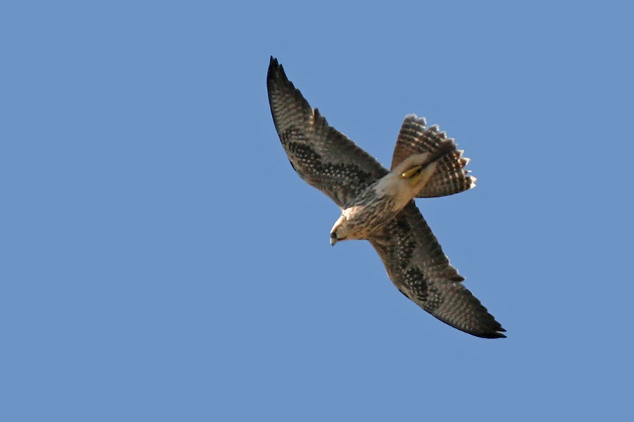 Never Mind The Finnsticks: Lanner Falcons - Heating up Birding in Spain