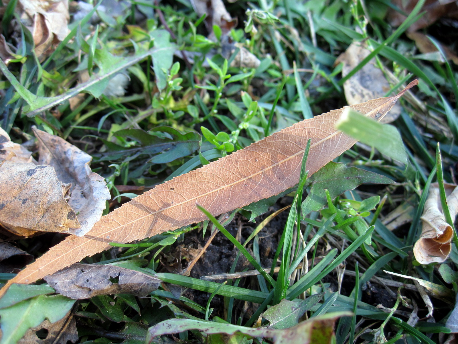 [IMG_3826.JPG]