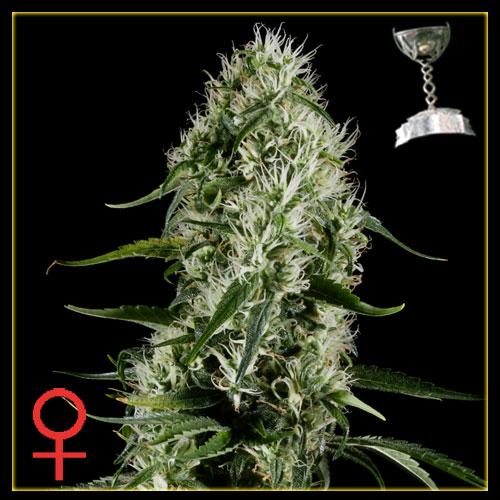 Super Silver Kush
