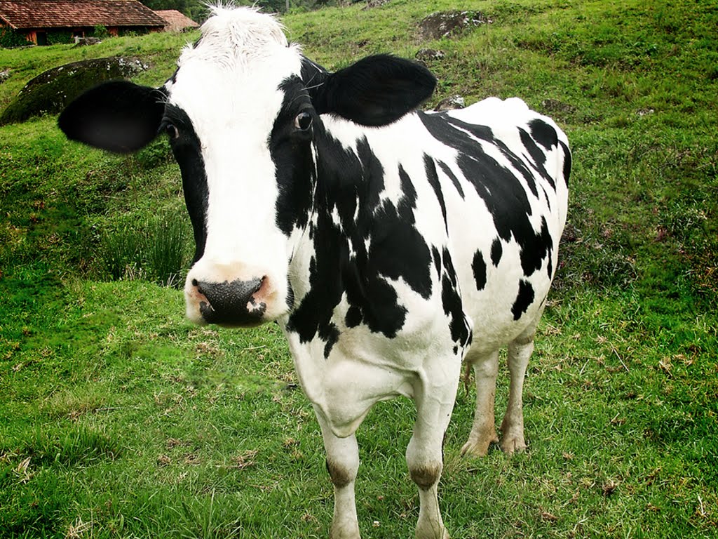 Devaneios e tretas Vacas