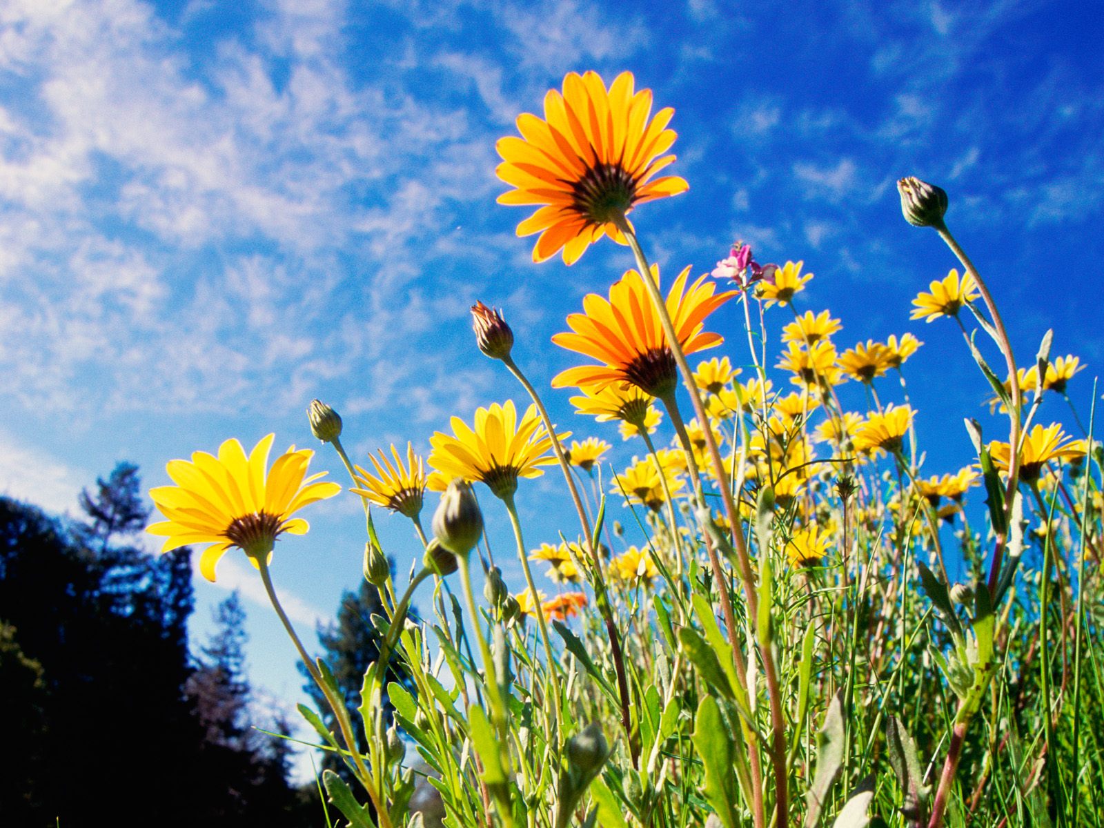 Daisies+wallpaper