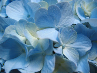 Blue Hydrangea Flower wallpaper