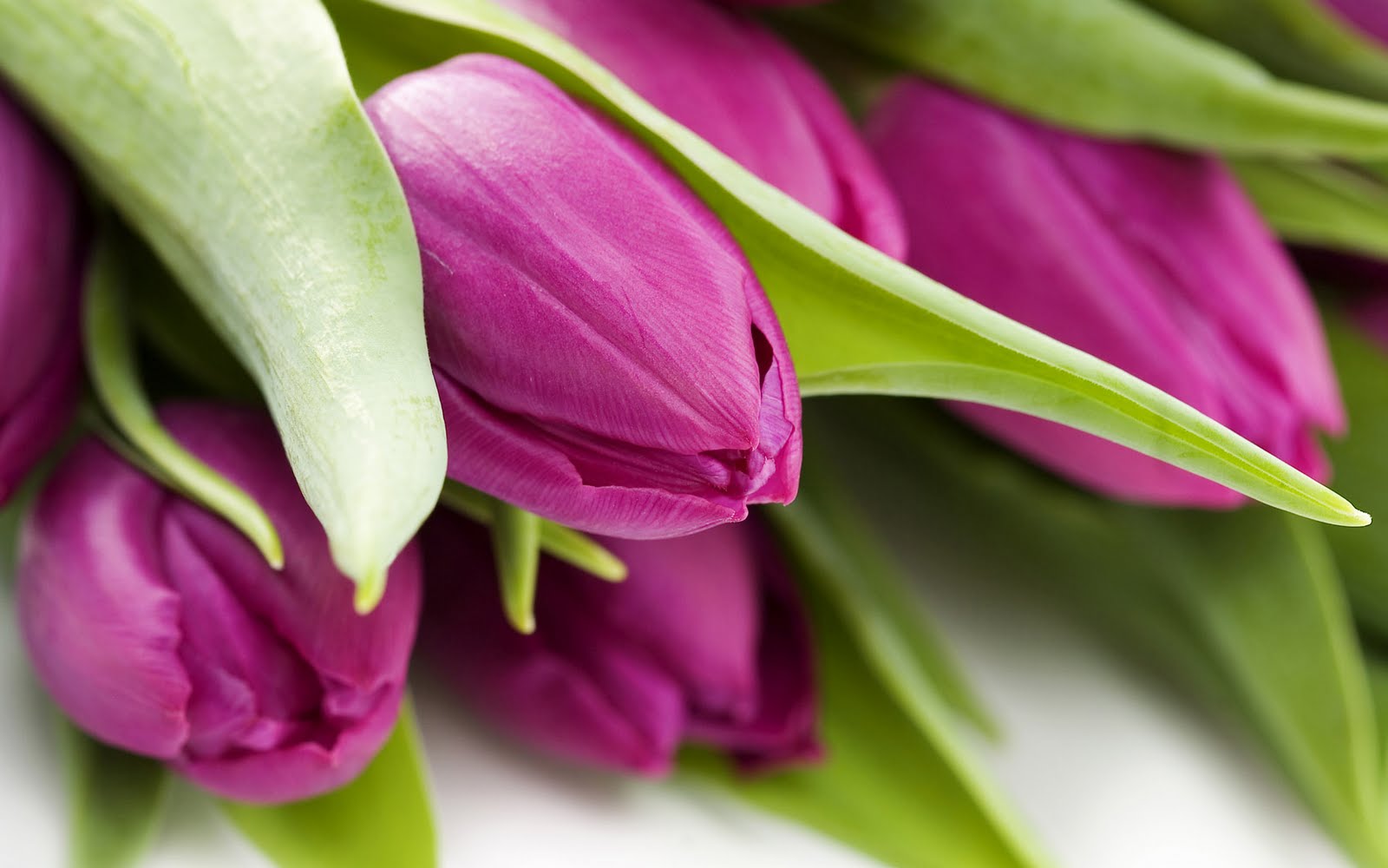 http://4.bp.blogspot.com/_Ym3du2sG3R4/TPF1Jjx6KMI/AAAAAAAAC-M/gwScrghdc-g/s1600/Purple-Tulips-wallpaper.jpg