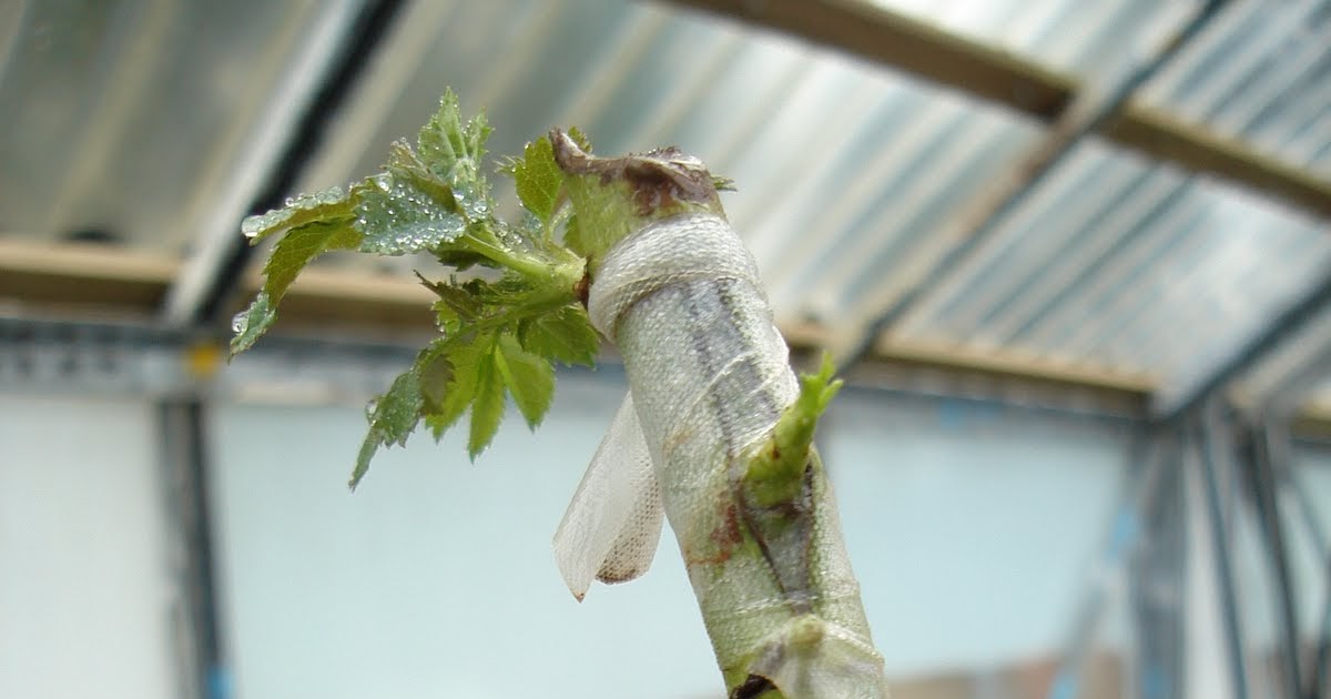 Horticulture cert 3 Propagation Budding