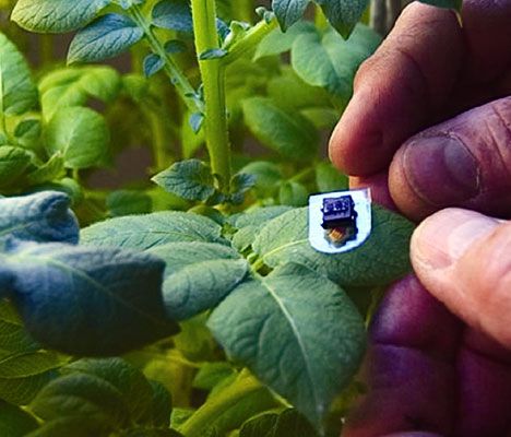 [water-sensor-plant-01.jpg]