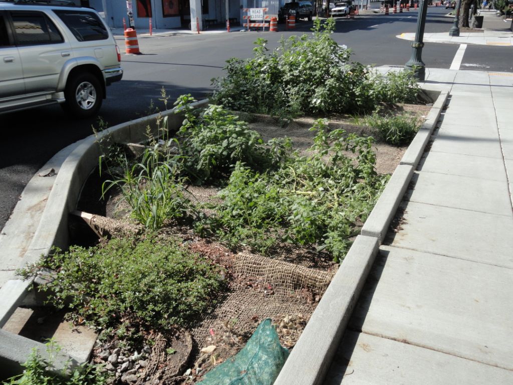 Planter Curb
