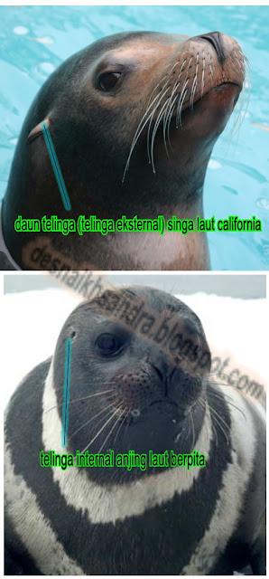 Dhezna World Perbedaan Anjing Laut Dan Singa Laut