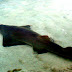Ikan Gergaji