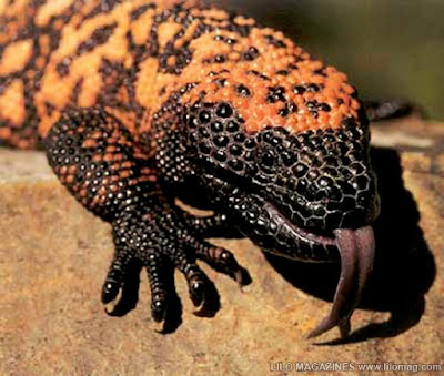 gila monster hissing