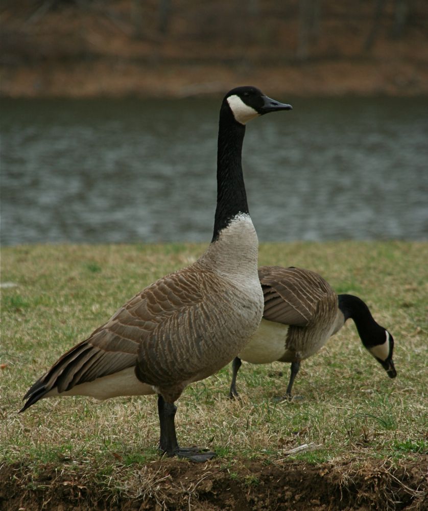 [pair+of+Canada+geese.JPG.jpg]