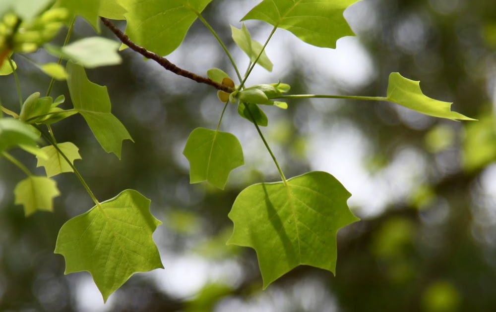 Nature remains. The Giants of West Virginia (SWF)