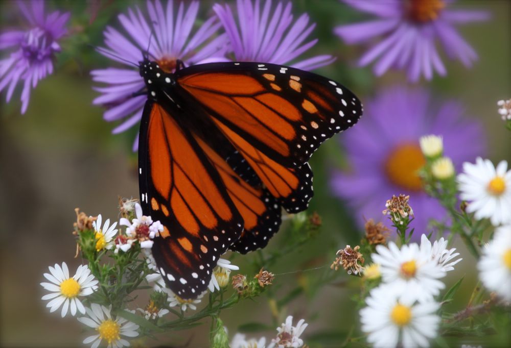 [monarch+butterfly+on+asters.jpg]