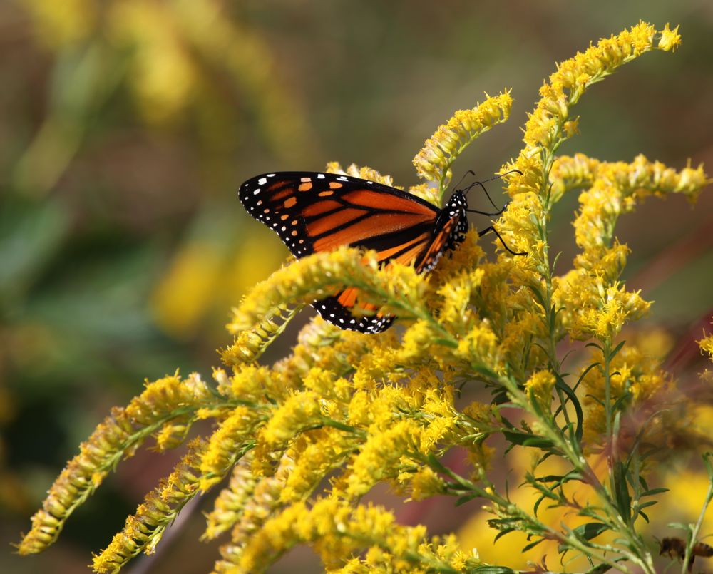 [Monarch+butterfly+on+goldenrod.jpg]