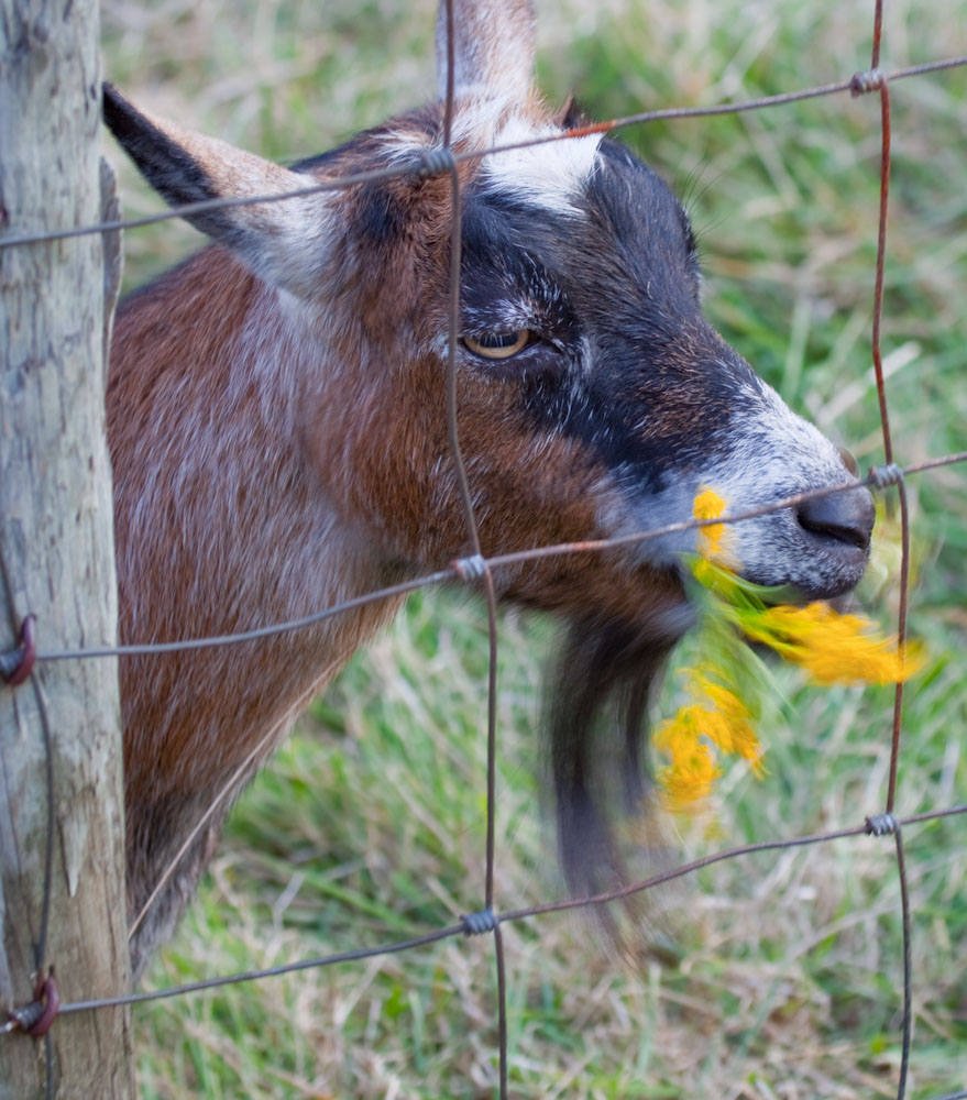 Nature remains. Advice from an Old Goat