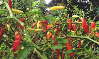 Chile Pepper Fiesta