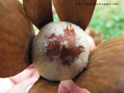 Shorea (Meranti) Nuts