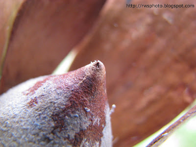 Shorea (Meranti) Nuts