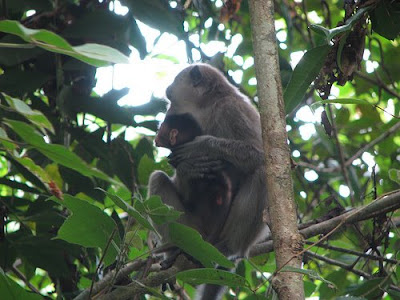 Photo of Macaques