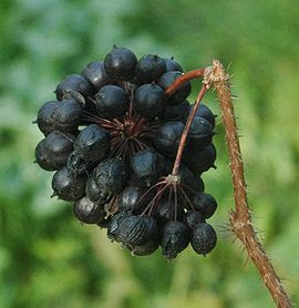 Siberian Ginseng Facts