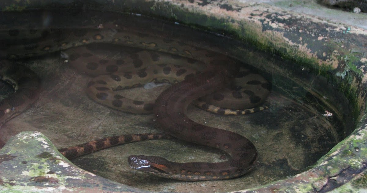 Anacondas in Asia RWS Photo Blog Splendour pictures of Borneo