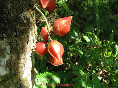 Baccaurea angulata - Belimbing Merah
