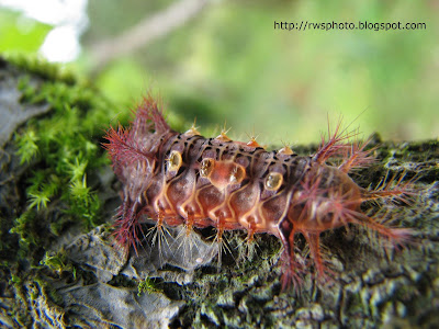 Setora fletcheri slug caterpillar