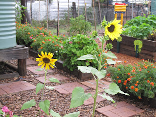 Kitchen Gardens in Schools: January 2011