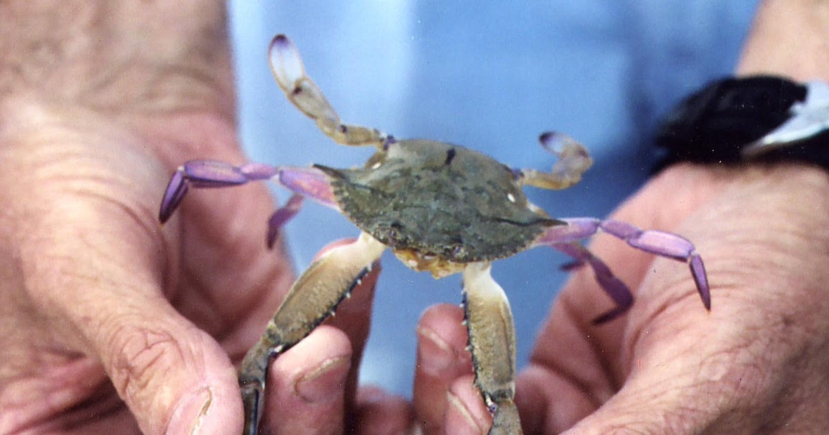 Southwest Florida Shoreline Studies Blue Crab