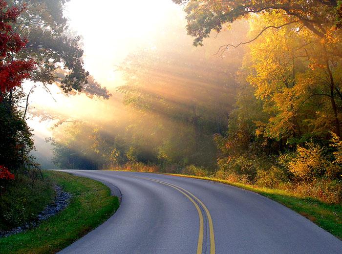 Sunny Rays
