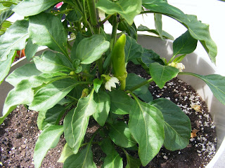 Hungarian wax pepper