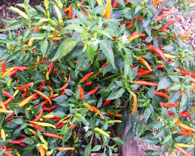 Asian Pepper Plant from B & J's garden