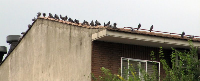 [palomas-en-Getafe3.jpg]