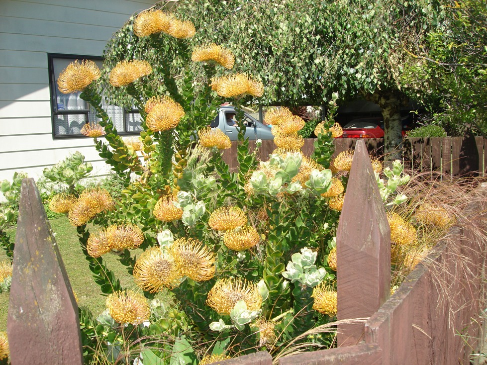 Victor Dees Travel World Hastings, New Zealand Food & Flowers