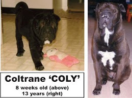 Coltrane, the wonder dog