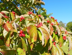 Dogwood+tree+leaves+turning+red