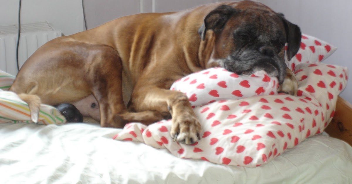 Sättpotatis Wimsa, eller kan en hund ha adhd?