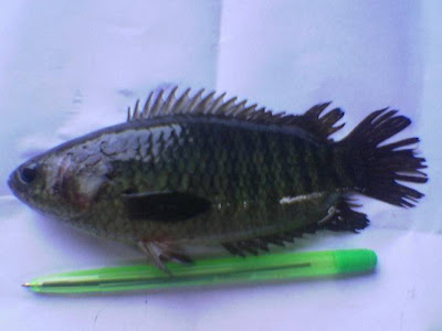 Ikan Tembakang
