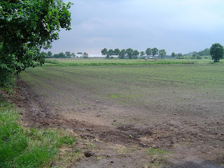 Nieuwe weide, 10 dagen na inzaaien (foto: Marja van Run)