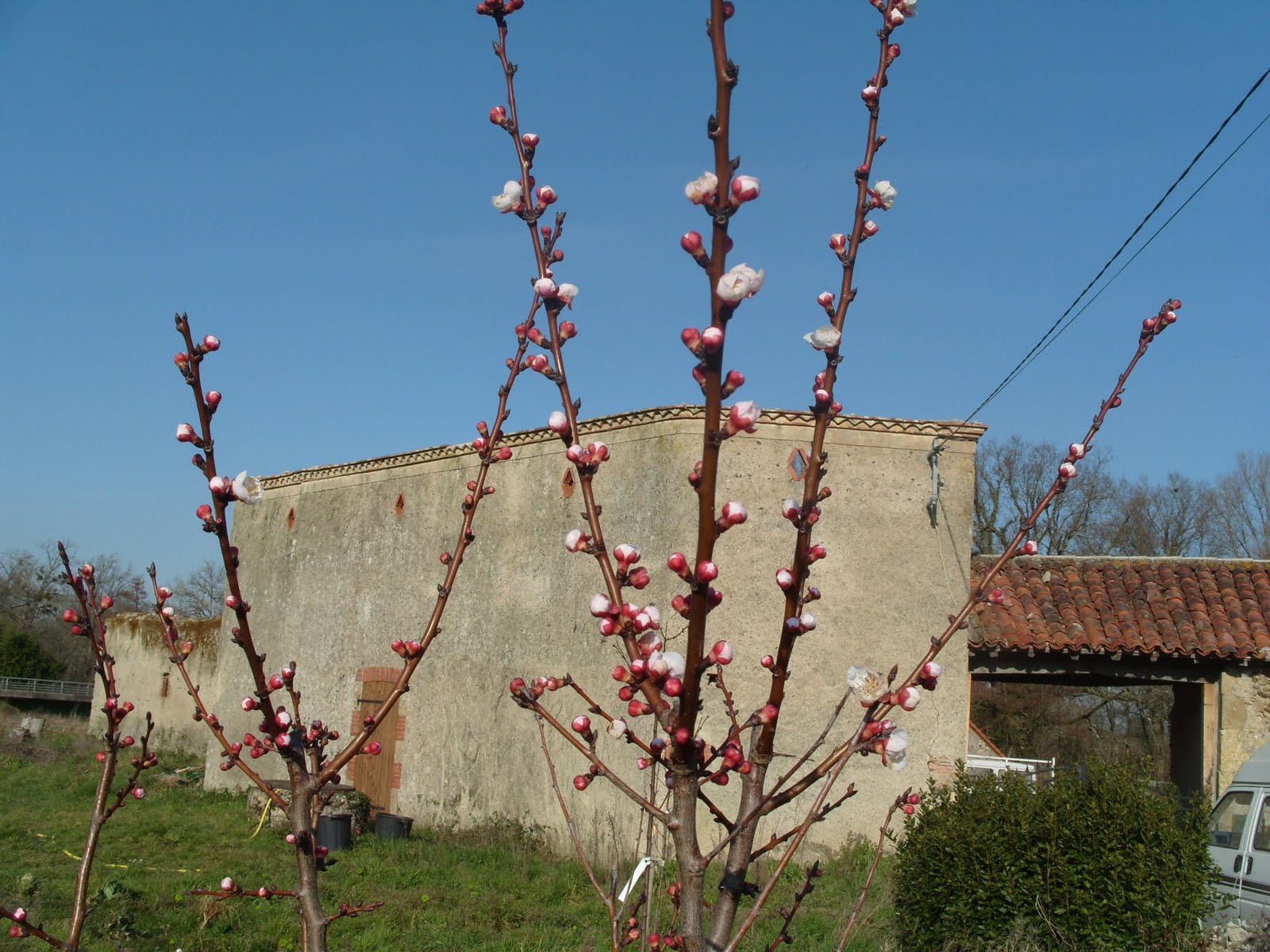 [SpringFlower1.JPG]