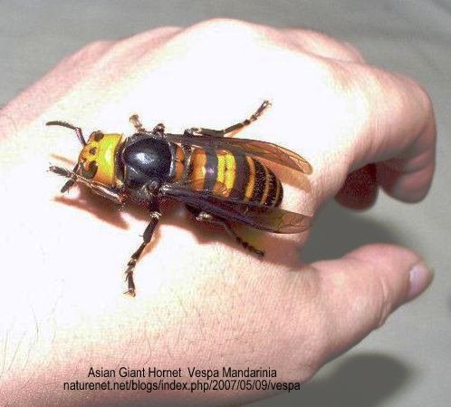 Hornet Sashimi