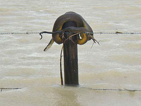 Pictures Of Australia Flooding Pictures Of Australia Flooding