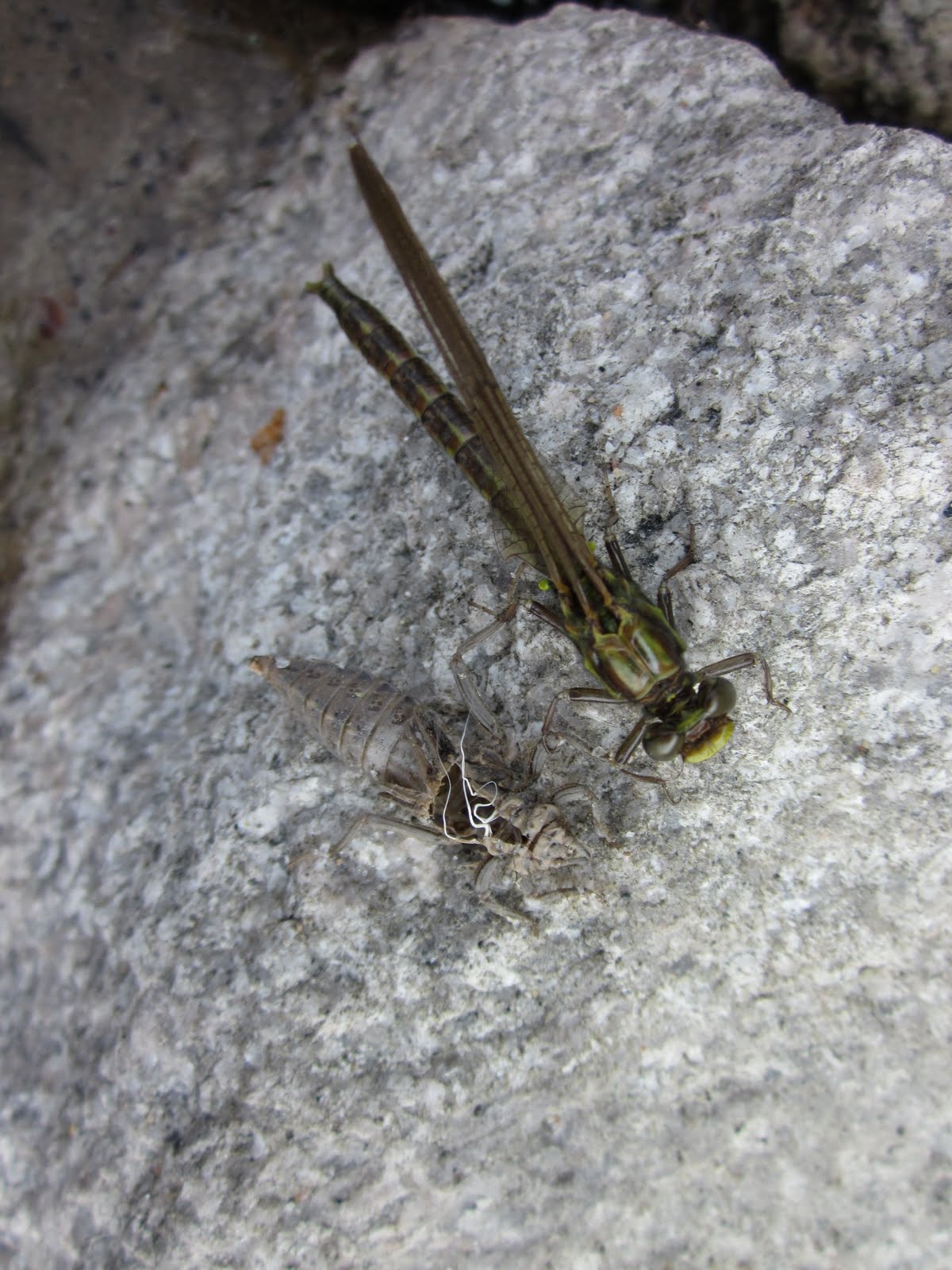 Dragonfly+nymph+facts